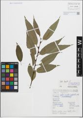 Foto von Salix fragilis L.
